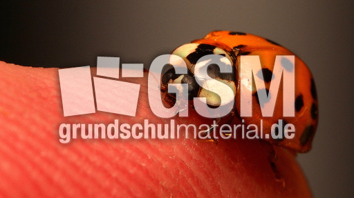 Asiatischer_Marienkäfer (13).jpg